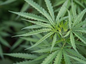 Close-up image of marijuana leaves and buds from Hello High NJ dispensary with weed delivery in New Jersey. 420 delivery. recreational dispensary nj.