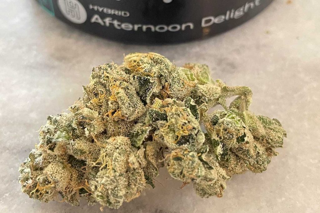 large nj weed bud of afternoon delight strain