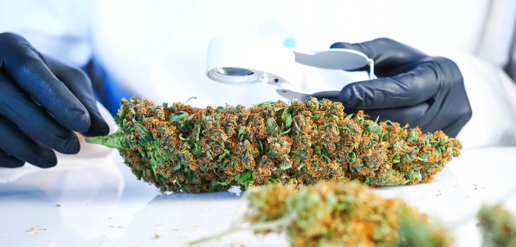 Our menu changes weekly to bring you the newest drops, exclusive strains, and limited-edition products. We update our online listings in real time, so you’ll always see what’s available before placing an order.